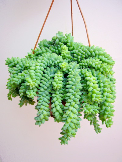 セダム ブリット