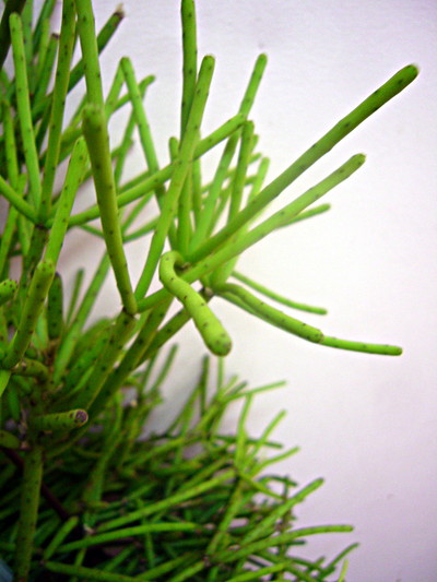 ネベスアルモンディ