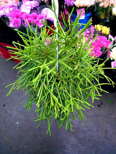 ネベスアルモンディ