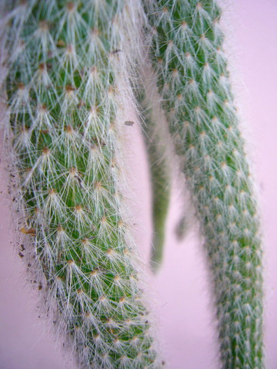 ヒルデウィンテラ カラデモノニス