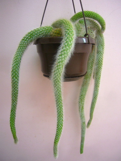 ヒルデウィンテラ カラデモノニス