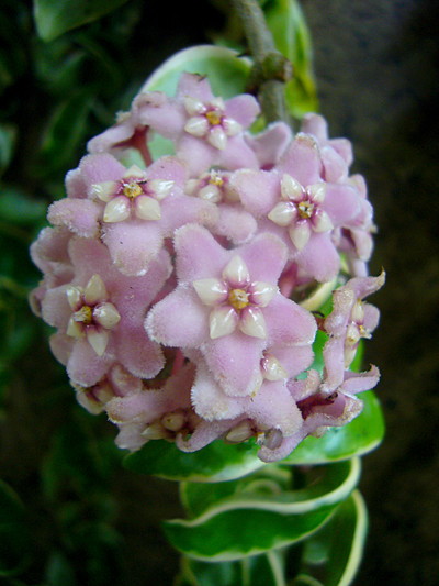 ホヤ バエリガータ