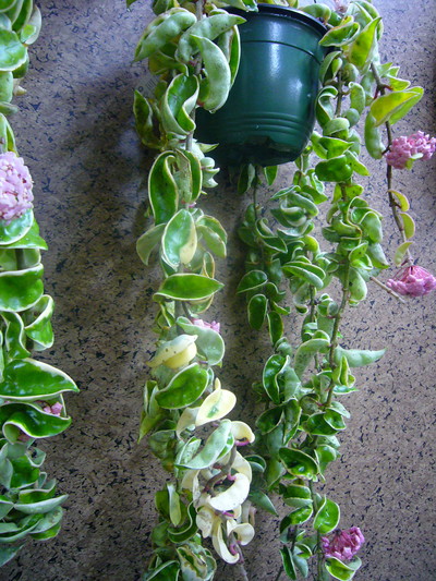 ホヤ バエリガータ