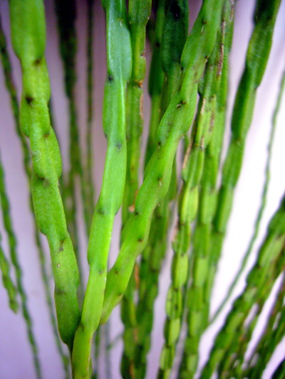 リプサリス パラドクサ