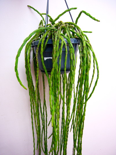 リプサリス パラドクサ