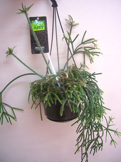 リプサリス ピロカルパ