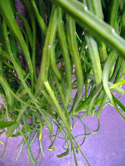 レピスミウム・ボリビアナム