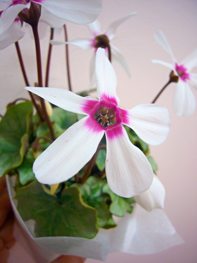 アンジュ（ミニシクラメン）