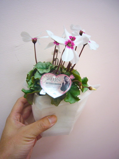 アンジュ（ミニシクラメン）