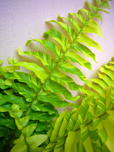 ハッピーマーブル