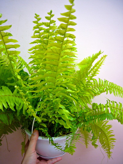 ハッピーマーブル