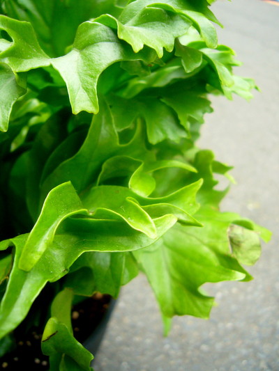 ポリポジューム