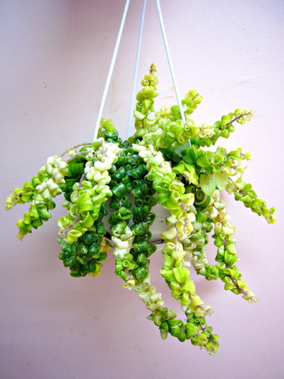 エスキナンサス