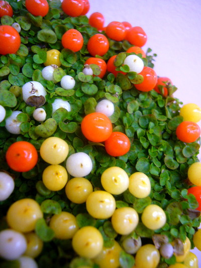 コケサンゴ ミネストローネ