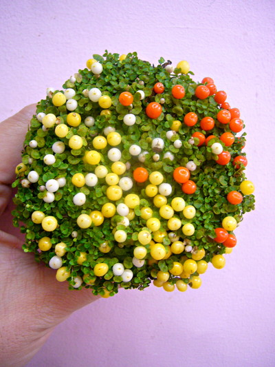 コケサンゴ ミネストローネ