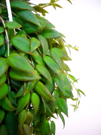 コルムネア アルグタ