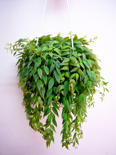 コルムネア アルグタ