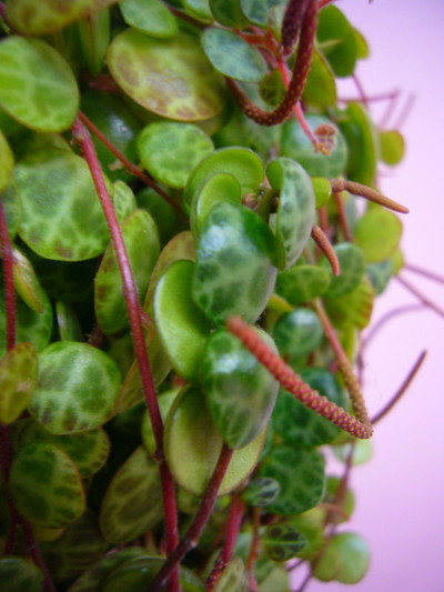 ペペロミア プロストラータ