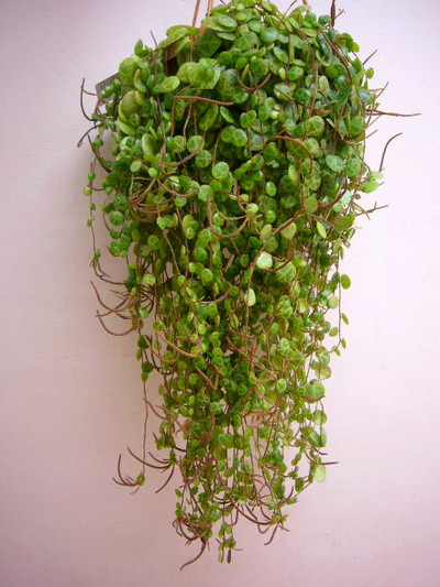 ペペロミア プロストラータ