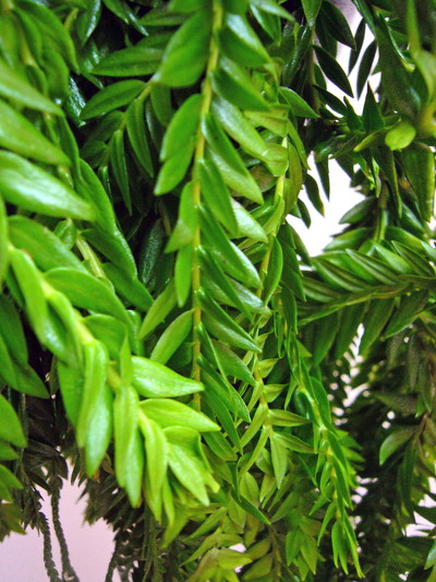 リコポディウム フレグマリア