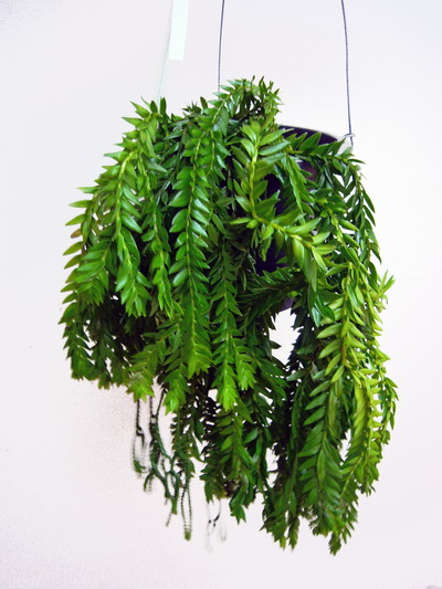 リコポディウム フレグマリア