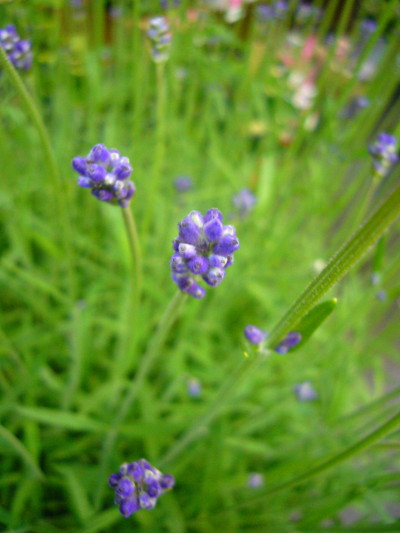 イングリッシュラベンダー