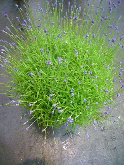 イングリッシュラベンダー