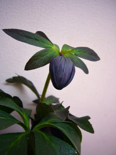 ルーセブラック