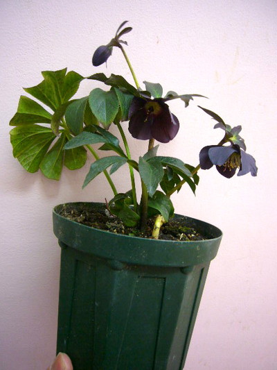 ルーセブラック