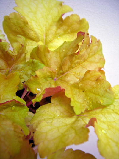 ヒューケラ ミスダッチ