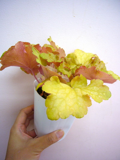 ヒューケラ ミスダッチ