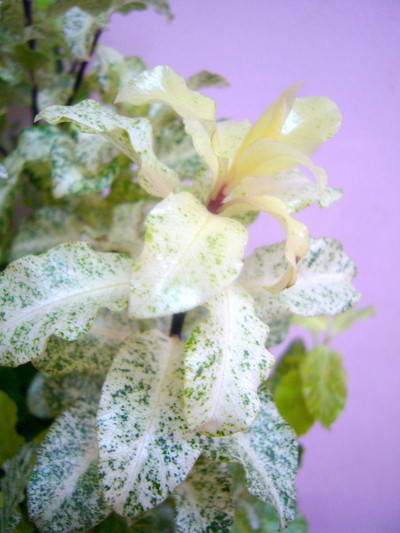 P.アイリーンパターソン