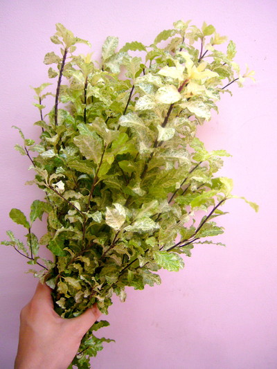 P.アイリーンパターソン