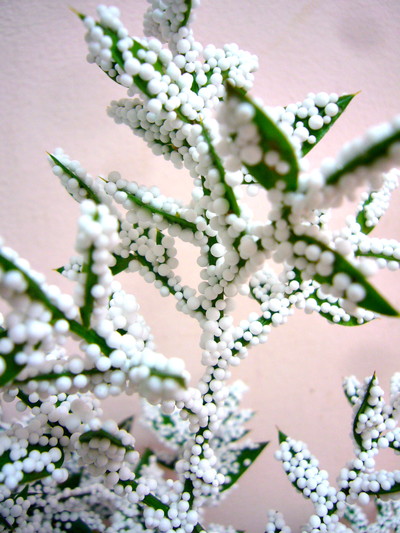 アクレアツス（吹き付け）