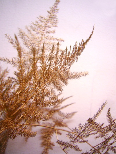 アスパラPコッパー