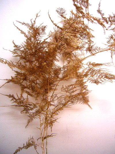 アスパラPコッパー