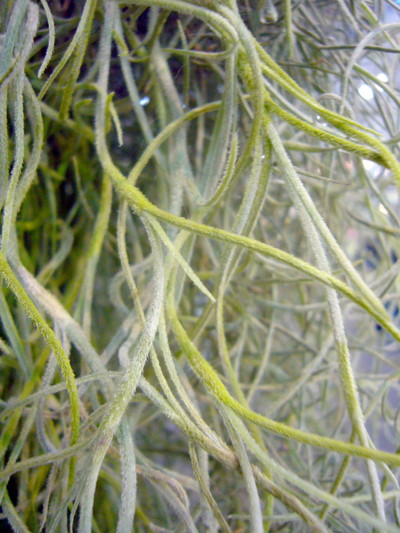 ウスネオイデス