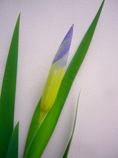 オクラレルカ　ハナツキ