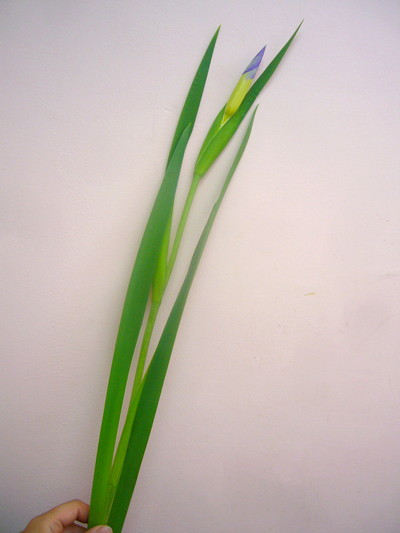 オクラレルカ　ハナツキ