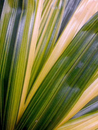 カンノンチクの葉