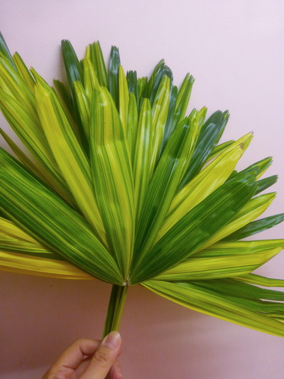 カンノンチクの葉