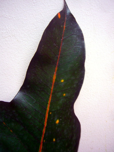 ゴールディアーナ　クロ