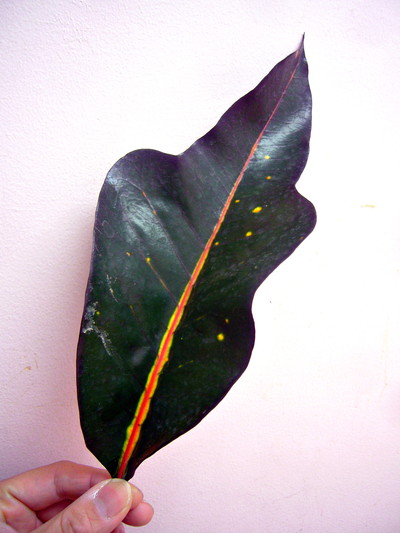 ゴールディアーナ　クロ