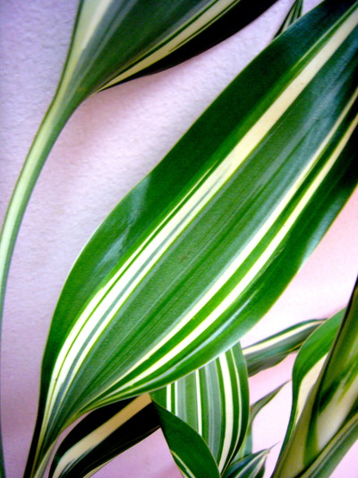 サンデリアーナ　ビクトリー