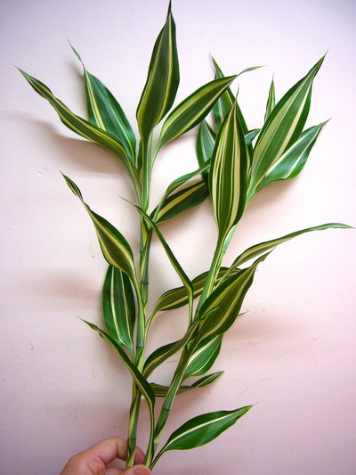 サンデリアーナ　ビクトリー