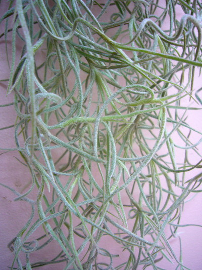 スパニッシュモス