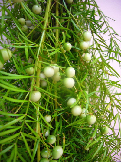 スプリングゲリー