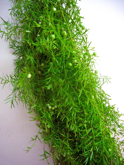 スプリングゲリー