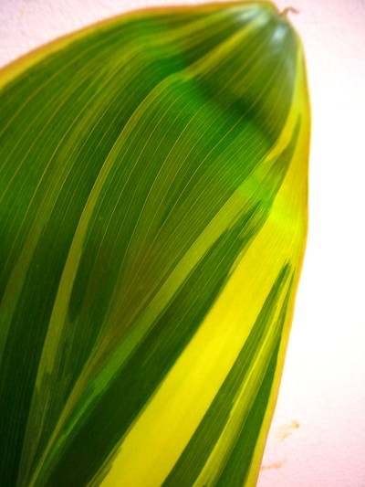 ティーリーフ 斑入り