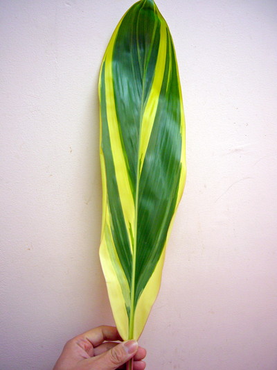 ティーリーフ 斑入り